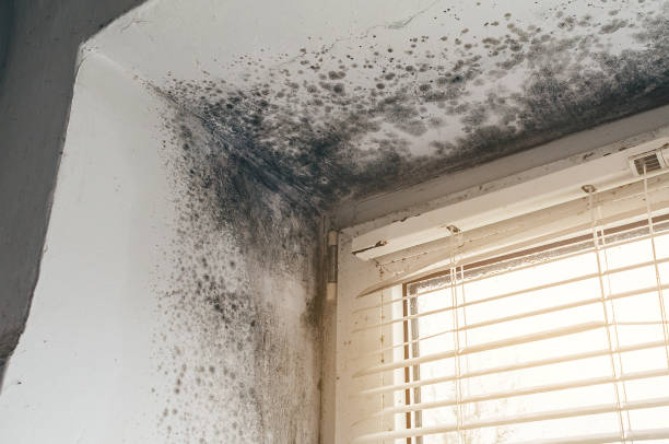 Trusted Bathroom Mold Removal service in Fords, NJ - Cheap Mold Removal